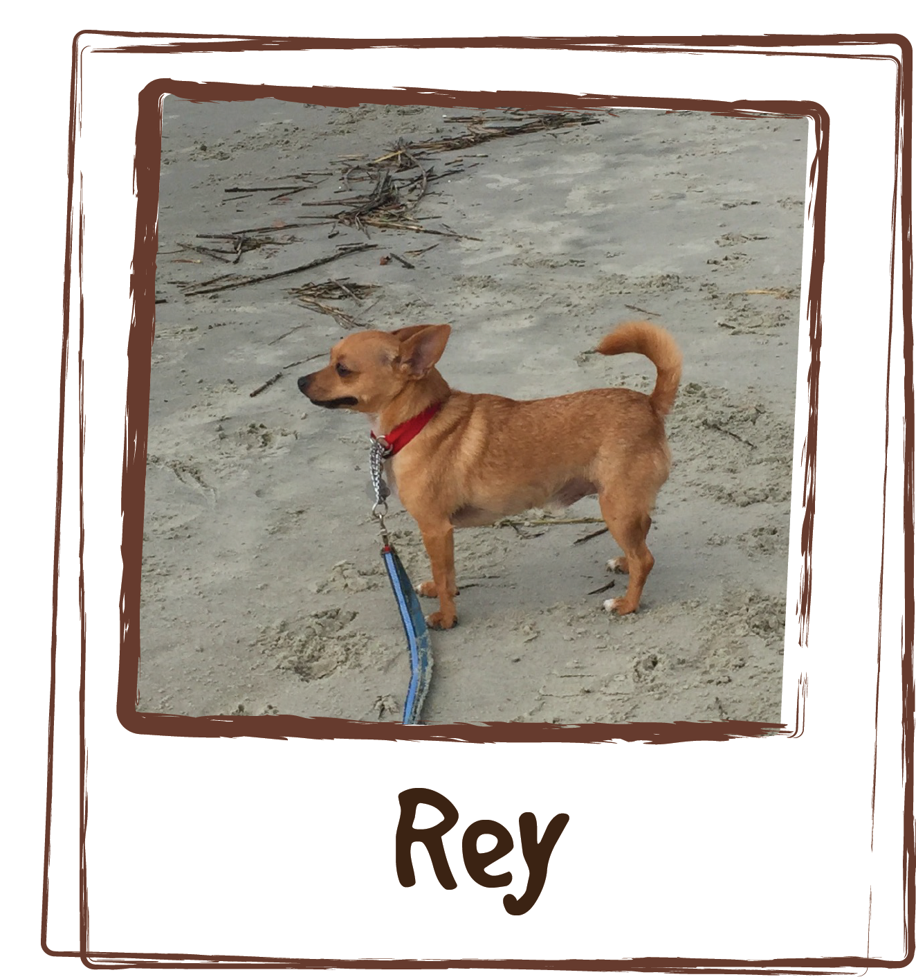  “Our little guy Rey, was really suffering with skin allergies and itching during the hot and humid summers here in South Carolina. We tried everything from over-the-counter allergy medication to prescription formulas. Nothing helped! Rey would chew 