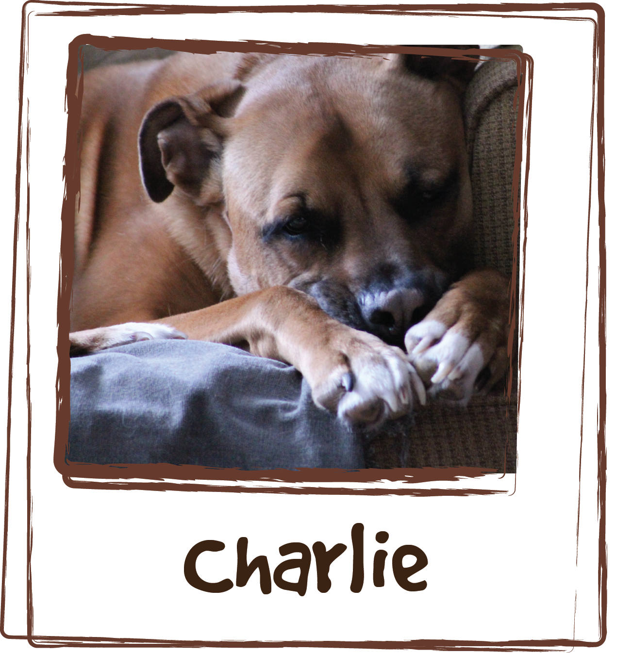  “I bought the Zen chicken flavor for my dog Charlie...he's the biggest of our 3 dogs. Thunder and firecrackers do a real number on him. I found your product at PetSmart, bought the 5 packet box. Within 20 minutes he was really calm. It smells good e