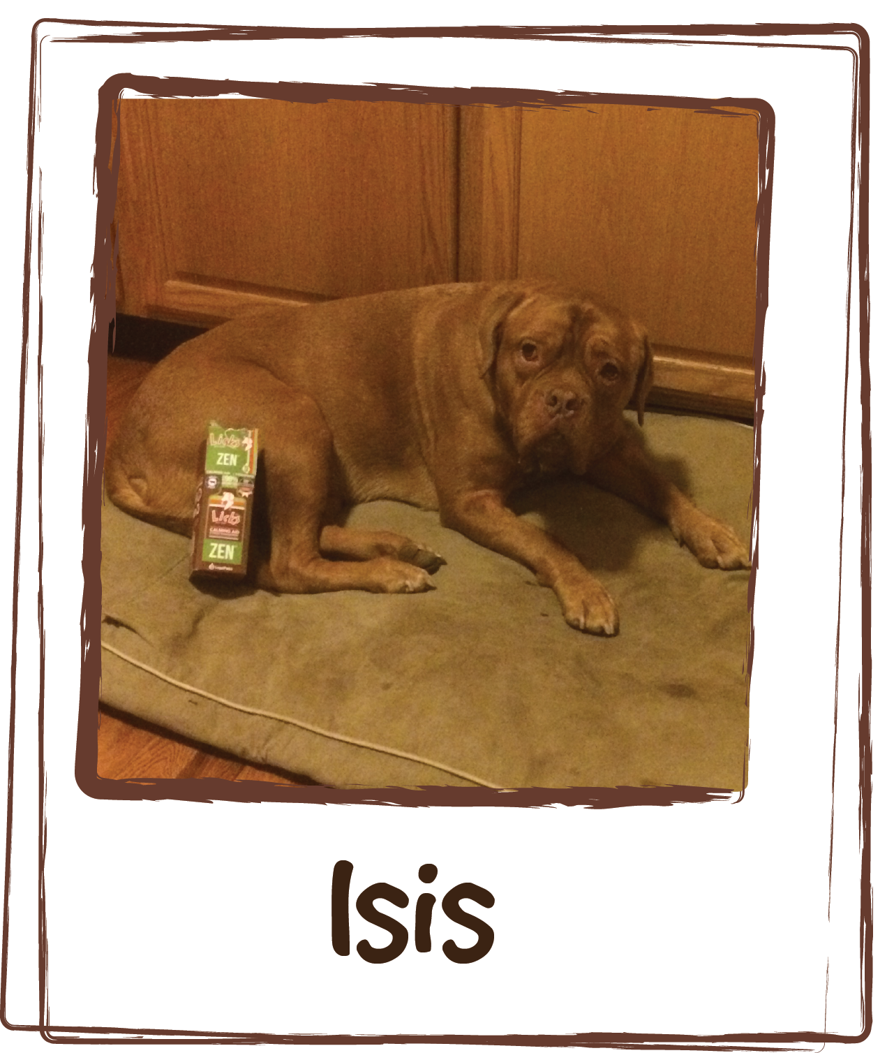 “My name is Isis and the world is very scary for me. I've gotten better about a lot of stuff but storms are still terrifying. Tonight there isn't a storm, Dad is burning dinner and the smoke detectors are clearly trying to kill me. Zen to the rescue. I know when my Mom gives me Zen, I feel better. Let the calm kick in and I'll get my Zen on.”