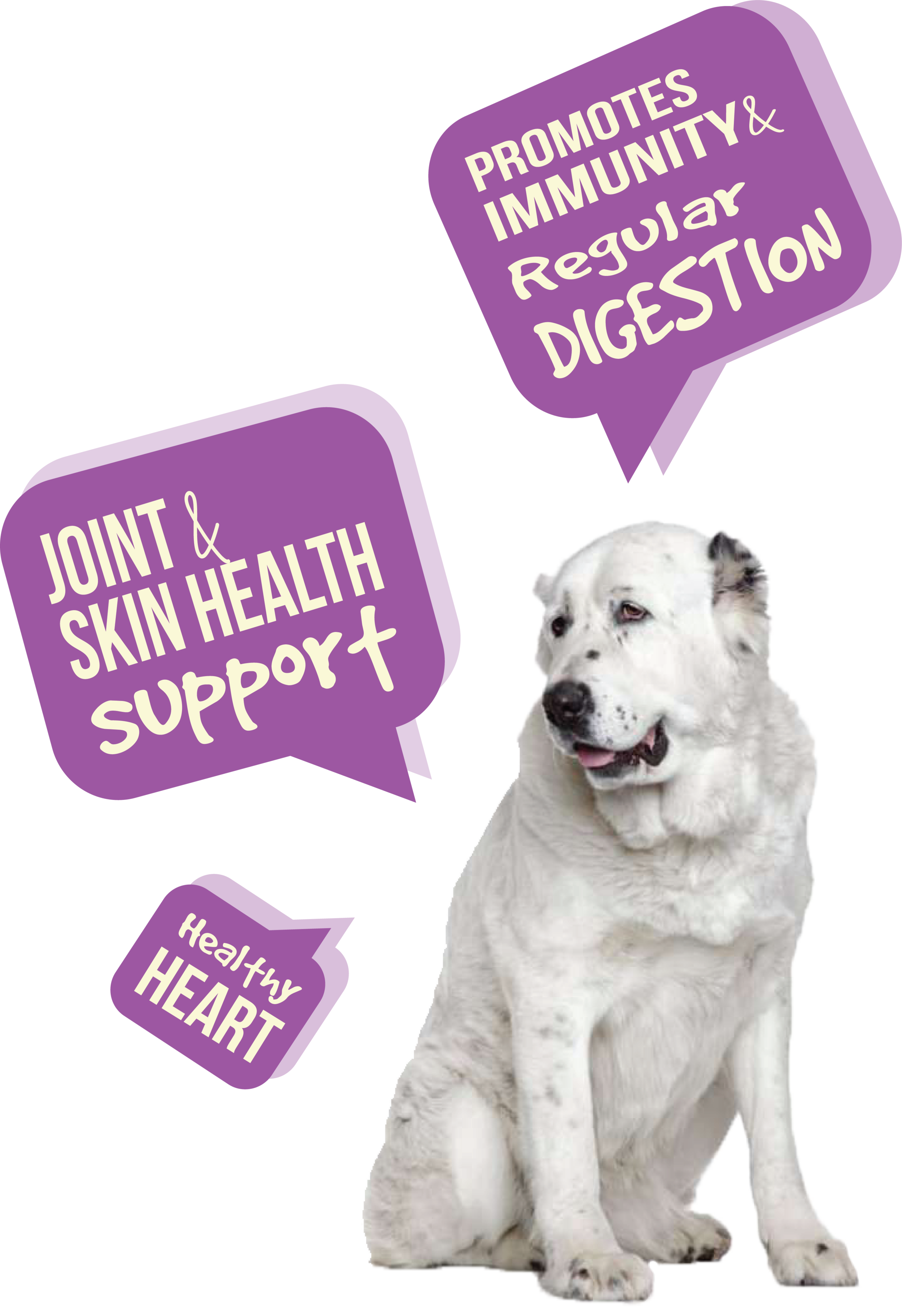 dog elder r1.png