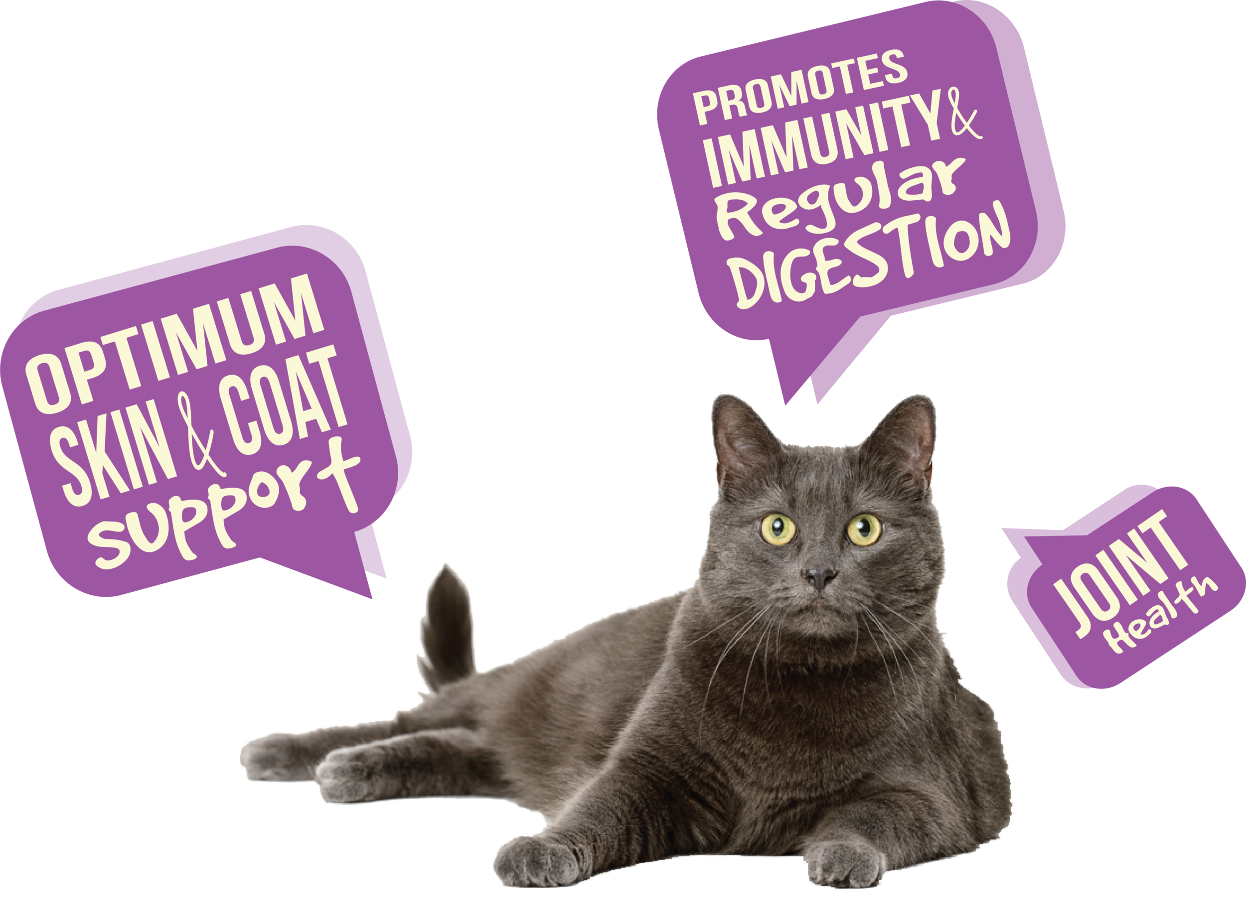 cat senior png.png