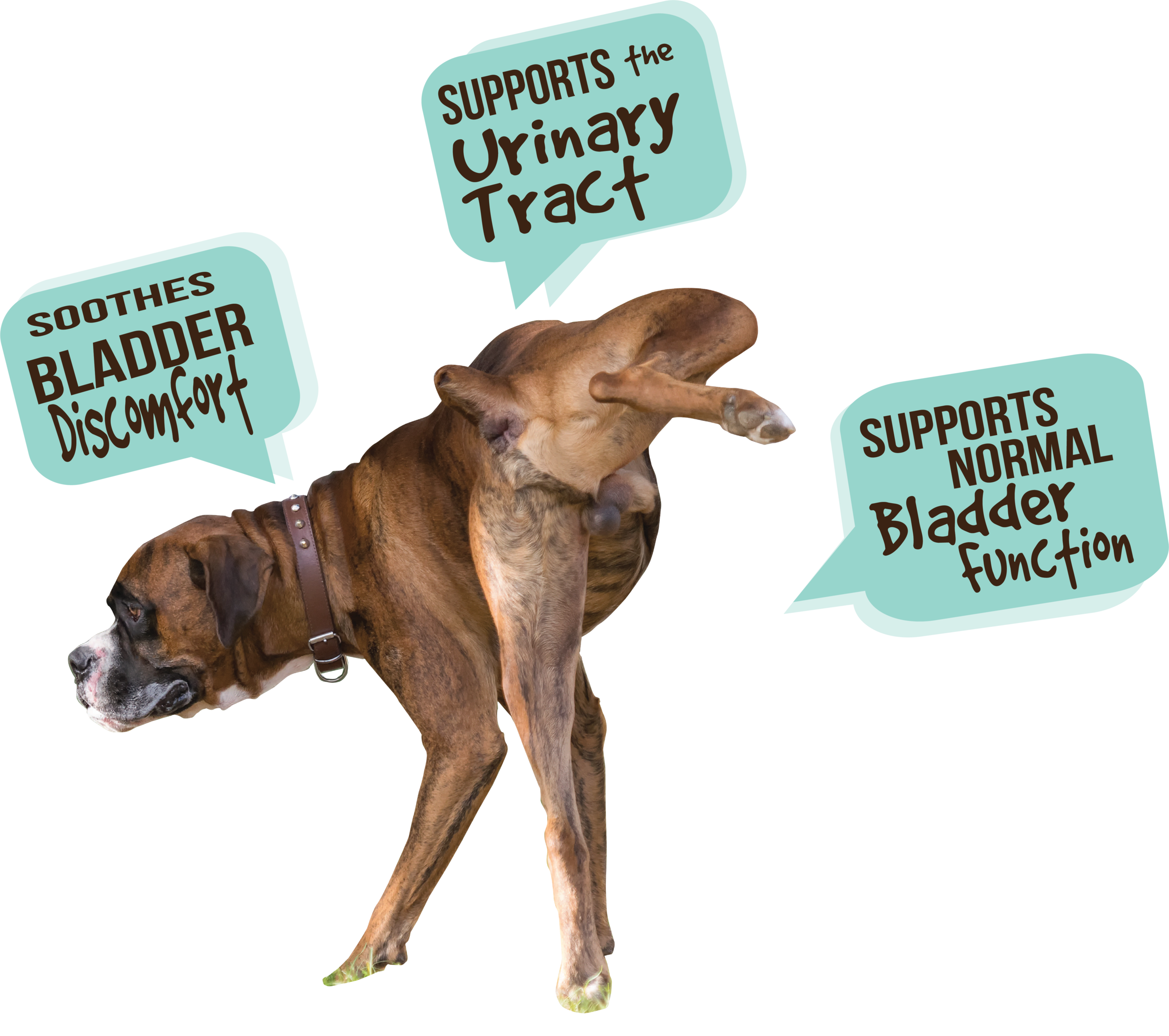 dog utc r1.png