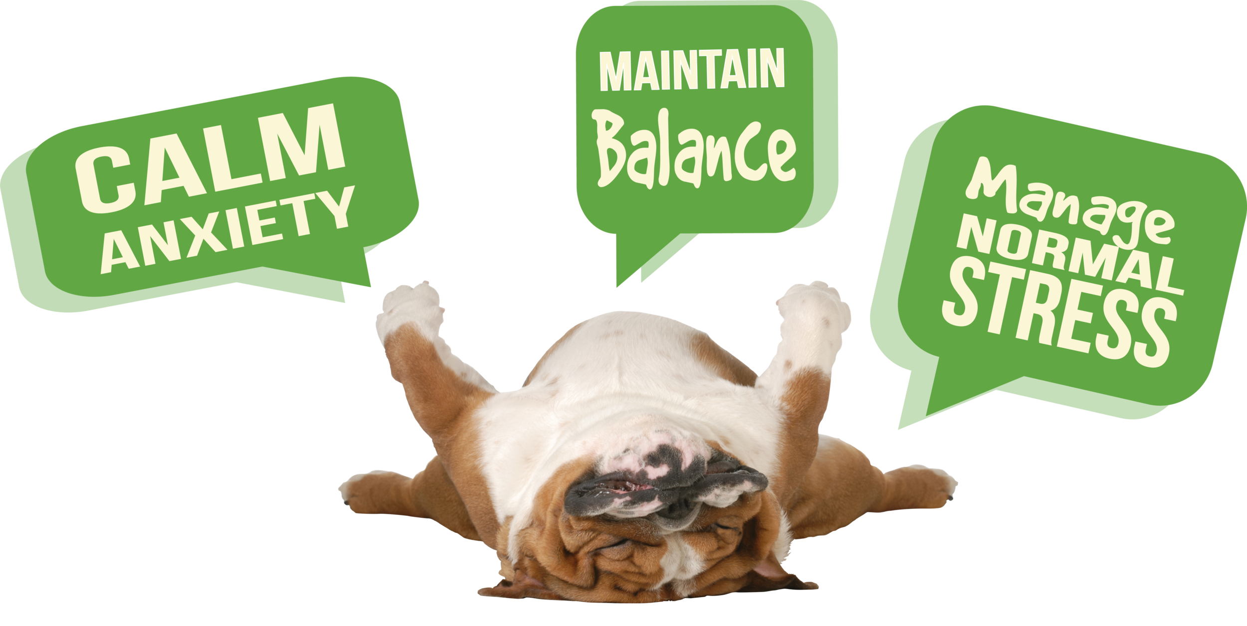 Dog Zen graphic R2.png