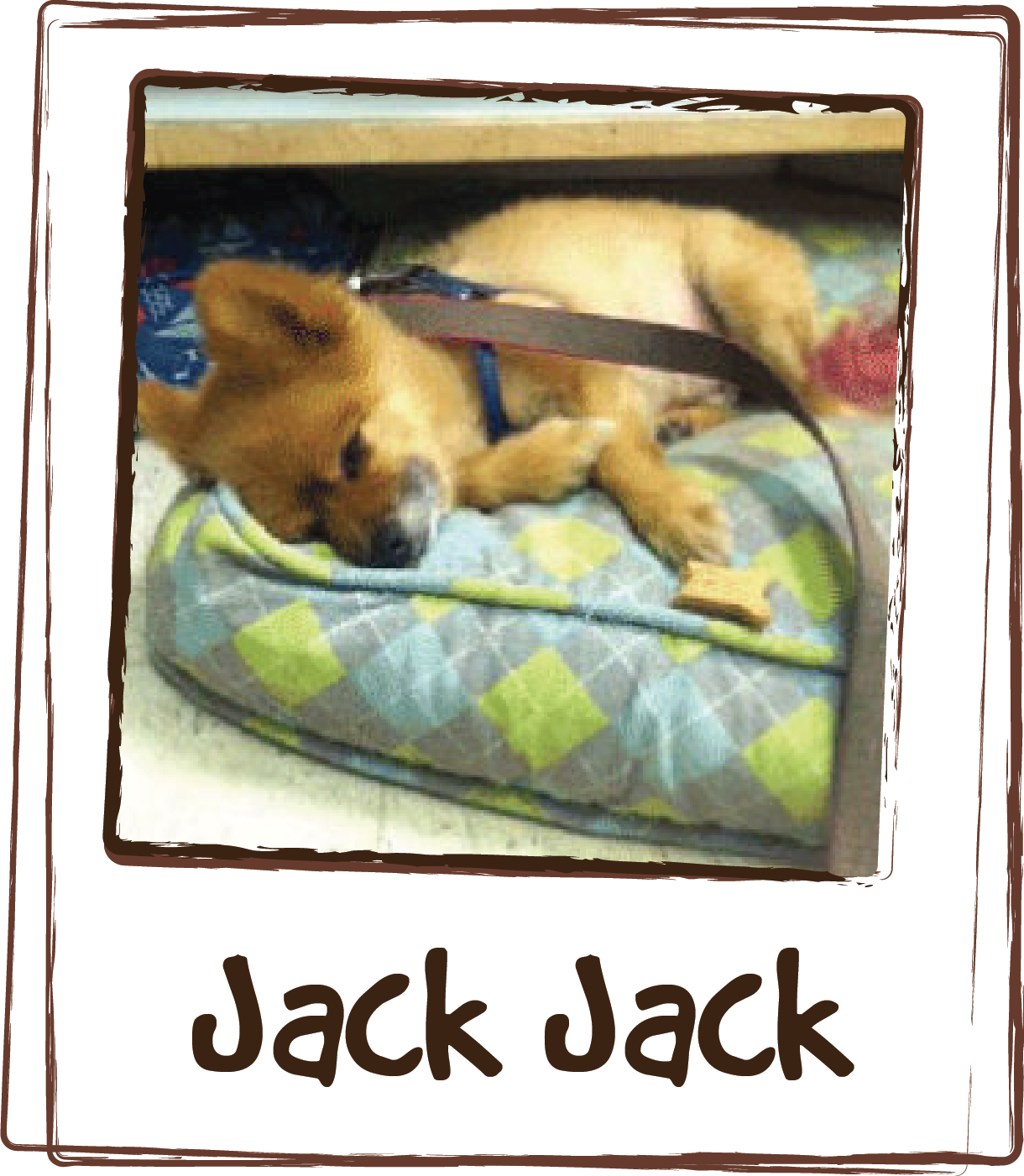  “Last night with the storms the Thundershirt didn’t even TOUCH Jack-Jack’s anxiety. Neither he nor I slept as he just sat next to me shaking and panting. When the storms hit again this morning, I came in, grabbed a packet of ZEN™ and he lapped it up