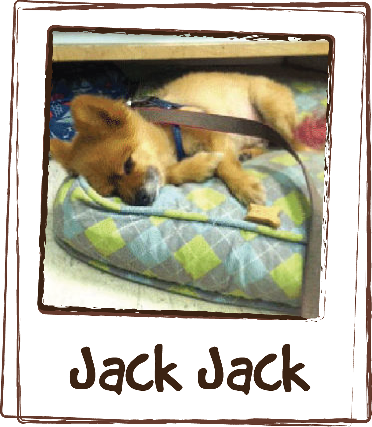 “Last night with the storms the Thundershirt didn’t even TOUCH Jack-Jack’s anxiety. Neither he nor I slept as he just sat next to me shaking and panting. When the storms hit again this morning, I came in, grabbed a packet of ZEN™ and he lapped it up. Within 10 minutes, he was calmly laying on his bed! He is now asleep, sans thundershirt, behind the counter. Amazing!! Thanks!”