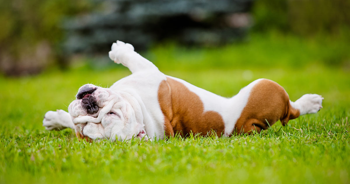 bulldog-rolling.jpg