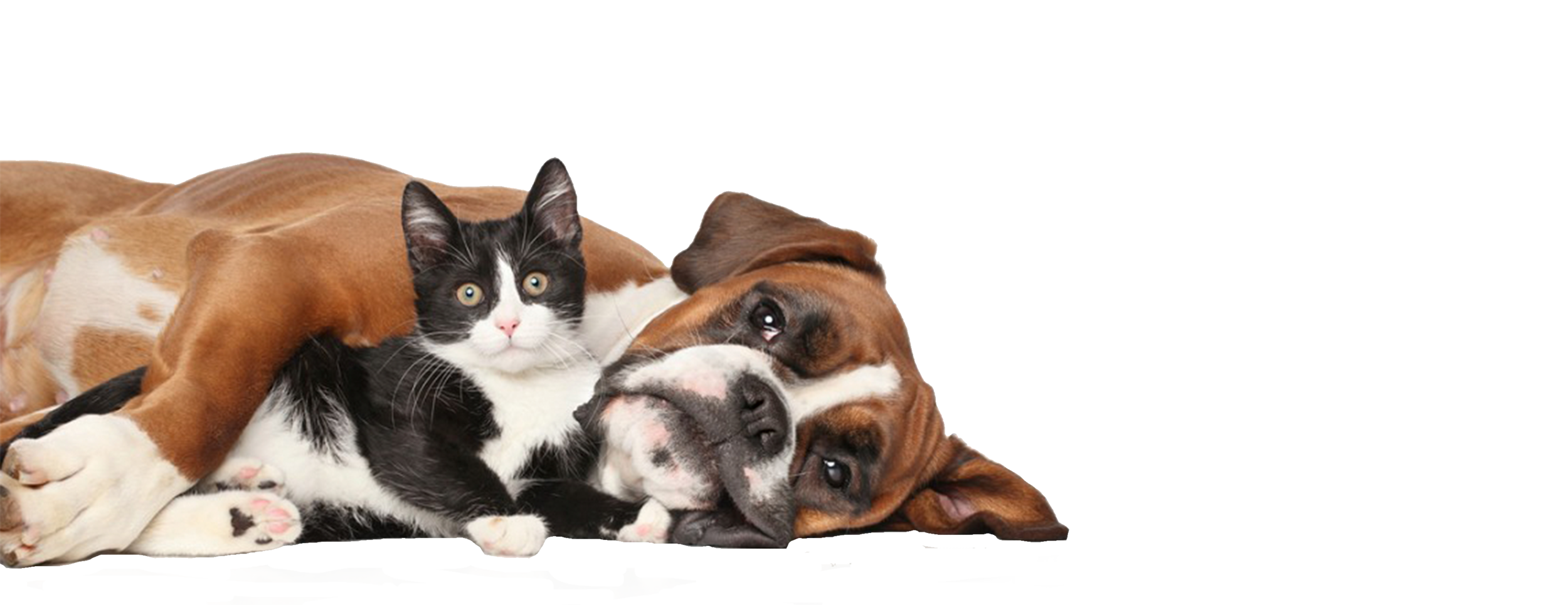 dog & cat banner_PNG.png