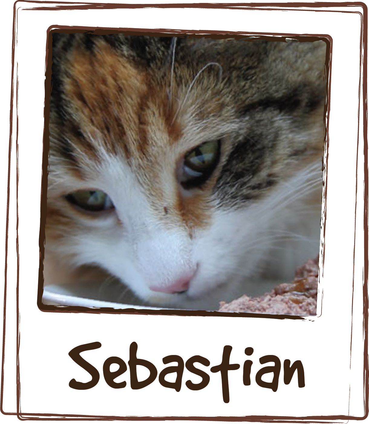  “My cat, Sebastian, started throwing up over a month ago when shedding season started. I received a couple samples of LICKS® Hairball at a trade show and decided to try it with him. He, literally, has not thrown up since. After the first two days of
