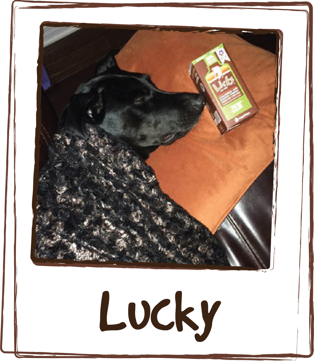  “We tried out LICKS – calming stuff and it works wonderfully! We had a bunch of people over last night and Lucky actually fell asleep on the couch and we gave her a pillow and blanket! She was more than ‘Zen.’” 