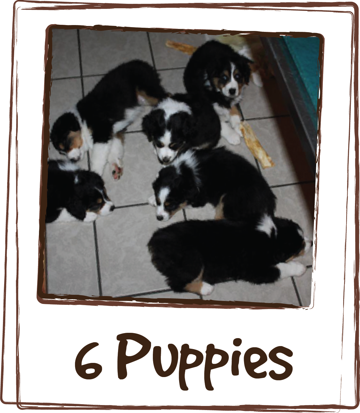  “Experiment successful! 6 puppies, 7.5 weeks old. LICKS® ZEN™ given 15 minutes prior to car ride. They were total angels at the eye doctor. Hardly any whining in the car, slept through their time at the clinic and slept on the way home. Yay for LICK