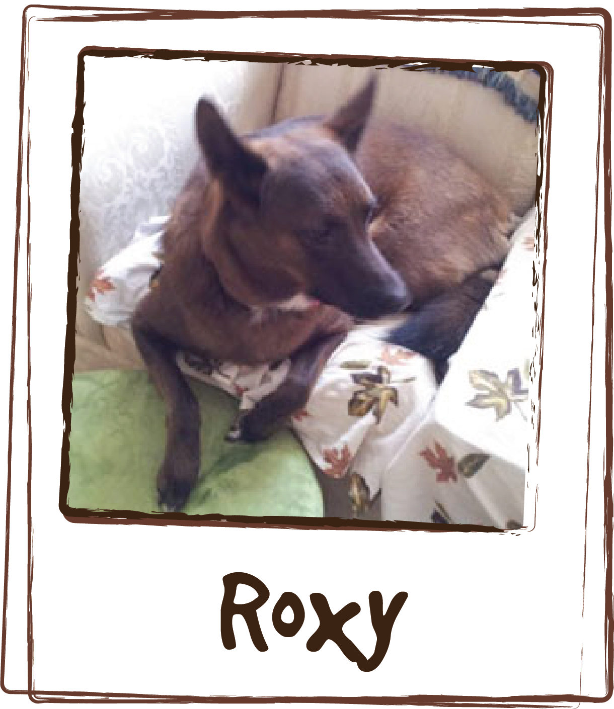  “I’ve been giving Licks ElderDog to Roxy, my shepherd mix, for one week and there is a considerable difference in her running and recovery time. I will be purchasing this product to give to her every day. It’s easy to administer and cost effective a