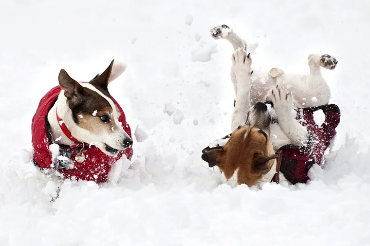 dogs_playing_snow.jpg