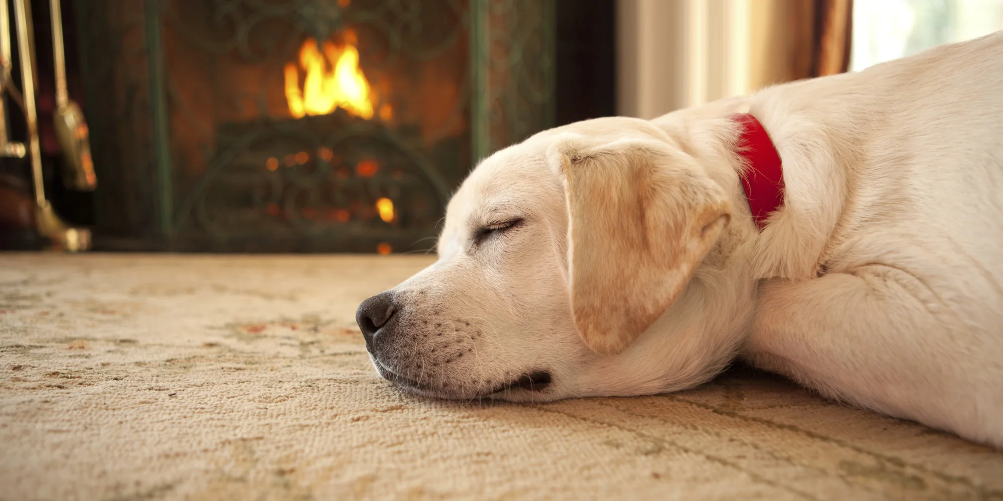 chilled-out-dogs-winter-wellness-2.jpg