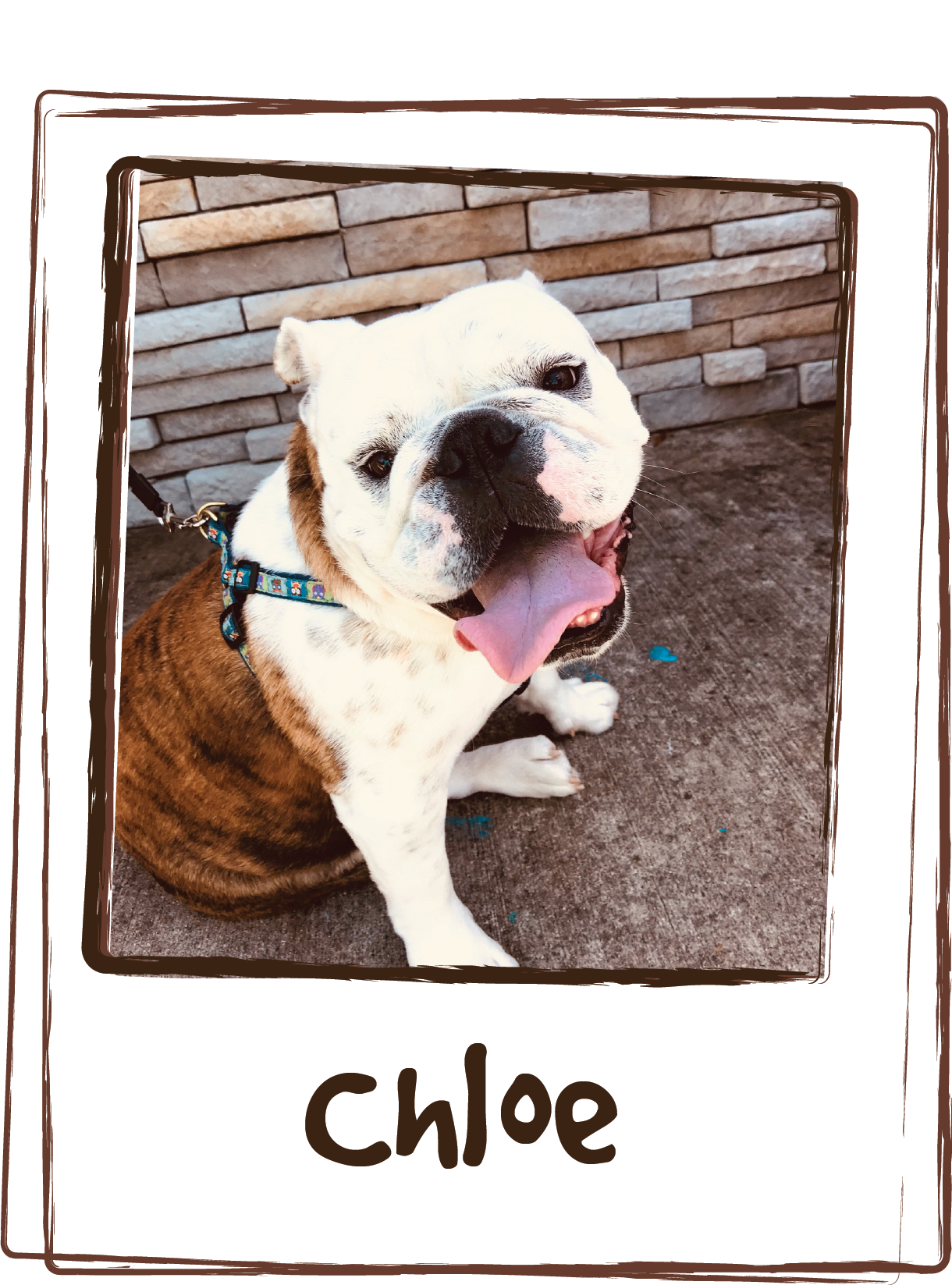 “My girl is pretty mellow about most activities, as Bulldogs usually are, however she does get anxious while riding longdistances. Since we take her everywhere we needed to find something that would help her enjoy her ride and the Zen Gel packs are awesome! First of all she loves the taste so it is easily devoured and second THEY WORK! We have been a long time customer and will continue to come back because your products are wonderful! Chloe thanks you as well!”
