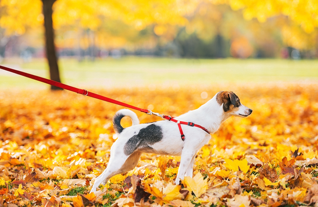 dog-walking-mistakes-tight-leash-x-620-403x.jpg