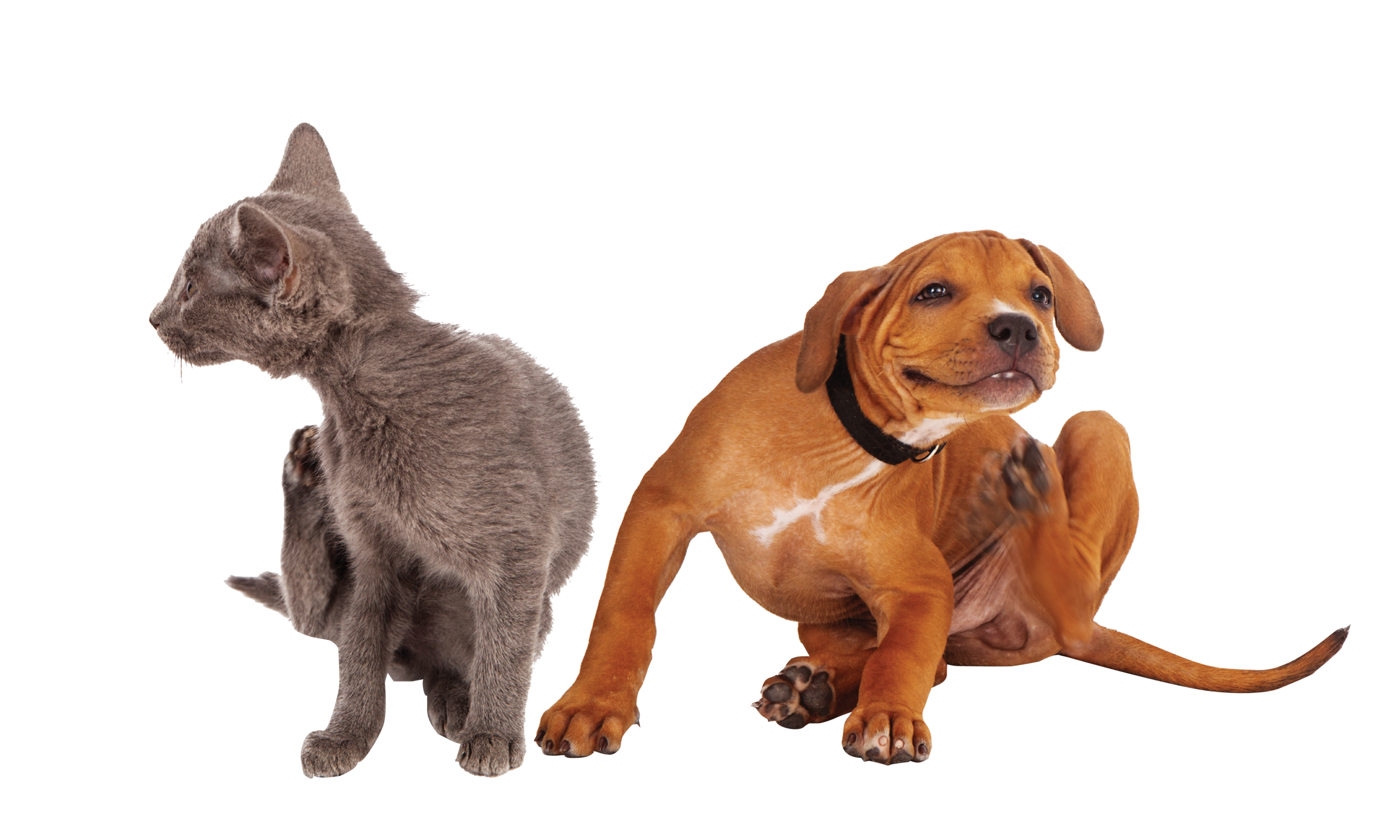 dog + cat scratch_PNG .png