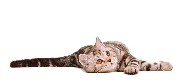 png_cat_by_eross_666-d5457c8.png