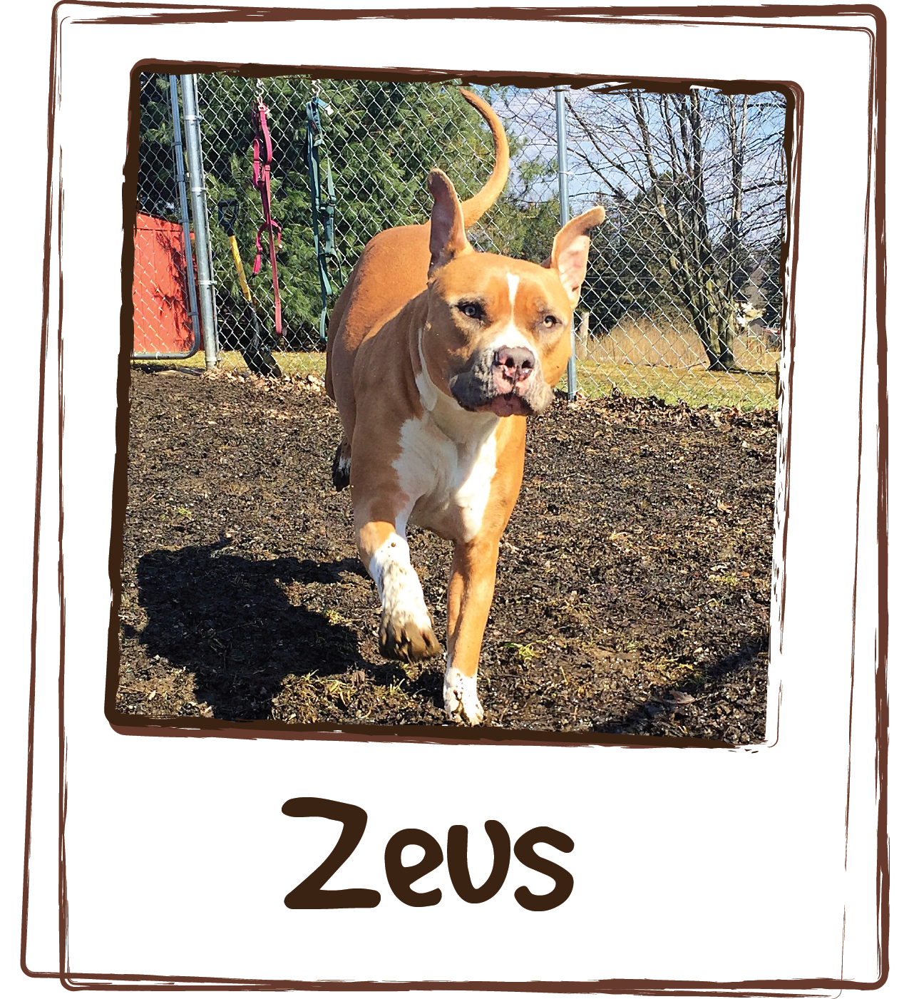  “I am so happy that your products exists! Zeus partially tore his ccl and his leg has bothered him ever since. He’s had a hard time getting up after naps and running for long periods of time. The vet gave him glucosamine supplements but he refused t