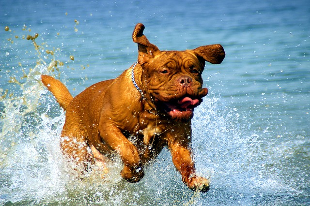 summer-dog-boarding-in-Houston-splash.jpg