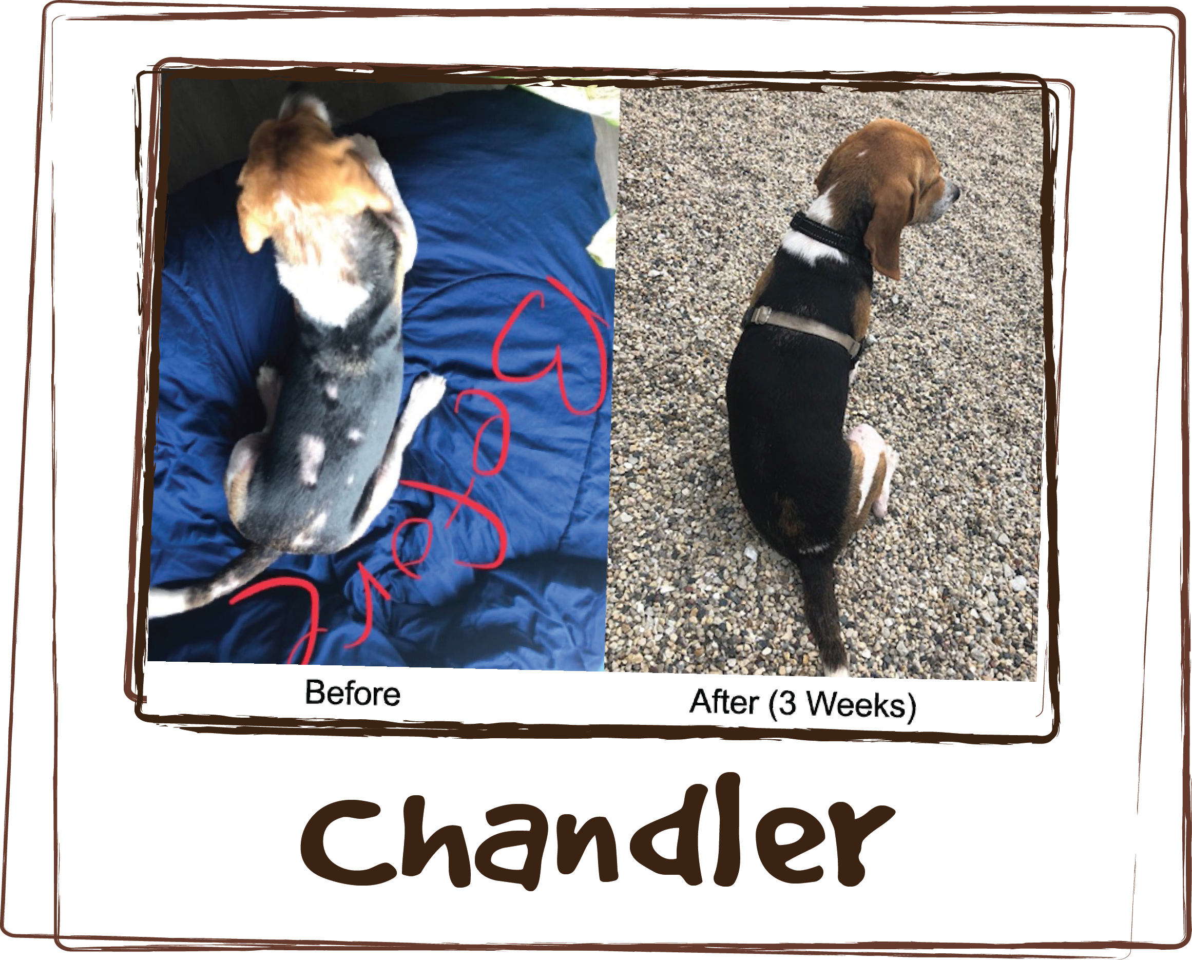 “When I first got Chandler from Alive Rescue, he had major skin issues. Bald spots all over his back, his chest was completely bare, like someone shaved him, and the fur was gone on a portion of his leg. The vet I went to gave me 2 different prescription meds to give to him but after hearing how Rx meds hadn't worked for him in the past, I decided to try something different. I met Amy randomly while eating lunch on a patio in the west loop. She told me about Licks and recommended this product. Within a week of me giving it to him I could see a noticeable improvement in his behavior - he didn't rub or scratch as much. And within 3-4 weeks, his fur grew back completely on his back and he now has fur on his neck and his legs. His coat has grown in so beautifully, he looks like a completely different dog! The sad but also happy part of this story was he was put on the kill list at a local shelter because of his allergies/skin. Because Alive Rescue saved him and because I started him on the Licks supplement and a good nutrition routine, Chandler's skin issues are gone and he is now in a happy home, living his best beagle life! Thank you Licks!!”