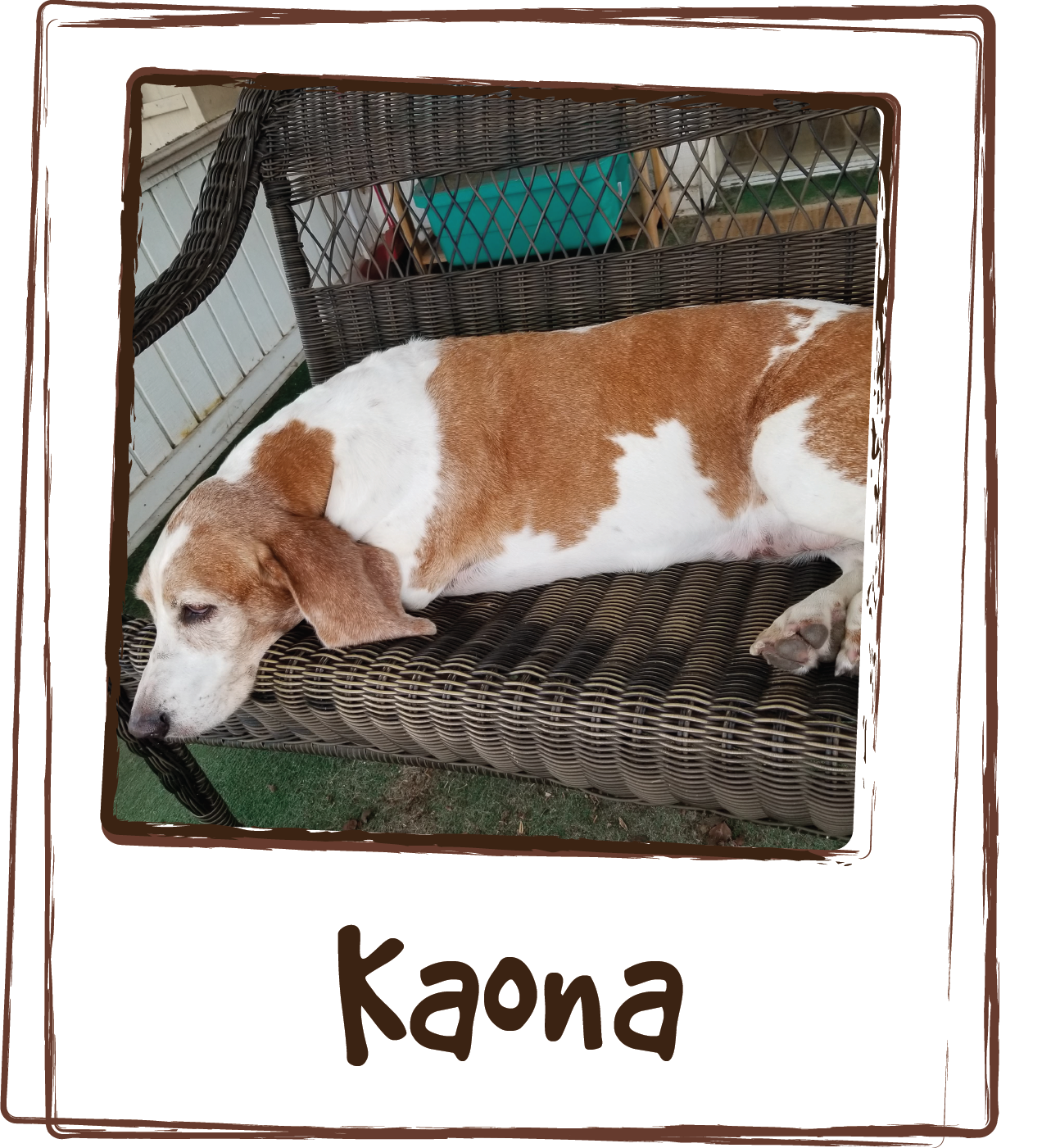  “Kaona (AKA Wild Puppy) is a Basset with the energy of a Lab. She get's homemade meals and hasn't met a vegetable or vitamin she can't spit out even if it's wrapped in a Porterhouse. It's always been a struggle to get her take any kind of vitamin, w