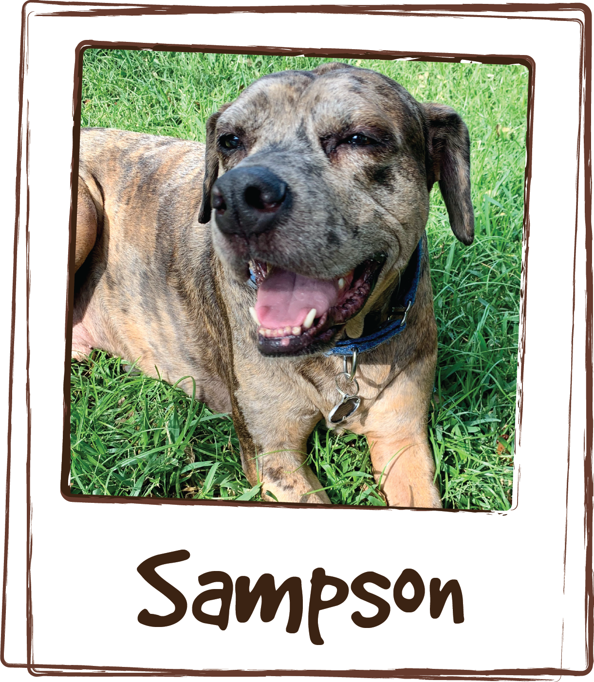  “My sweet Sampson is a rescue dog. He had a rough start in life that left him with some pain from old injuries. At only 6, he was getting arthritis more and more frequently. I was given carprofen to help when it was really bad but I was worried abou
