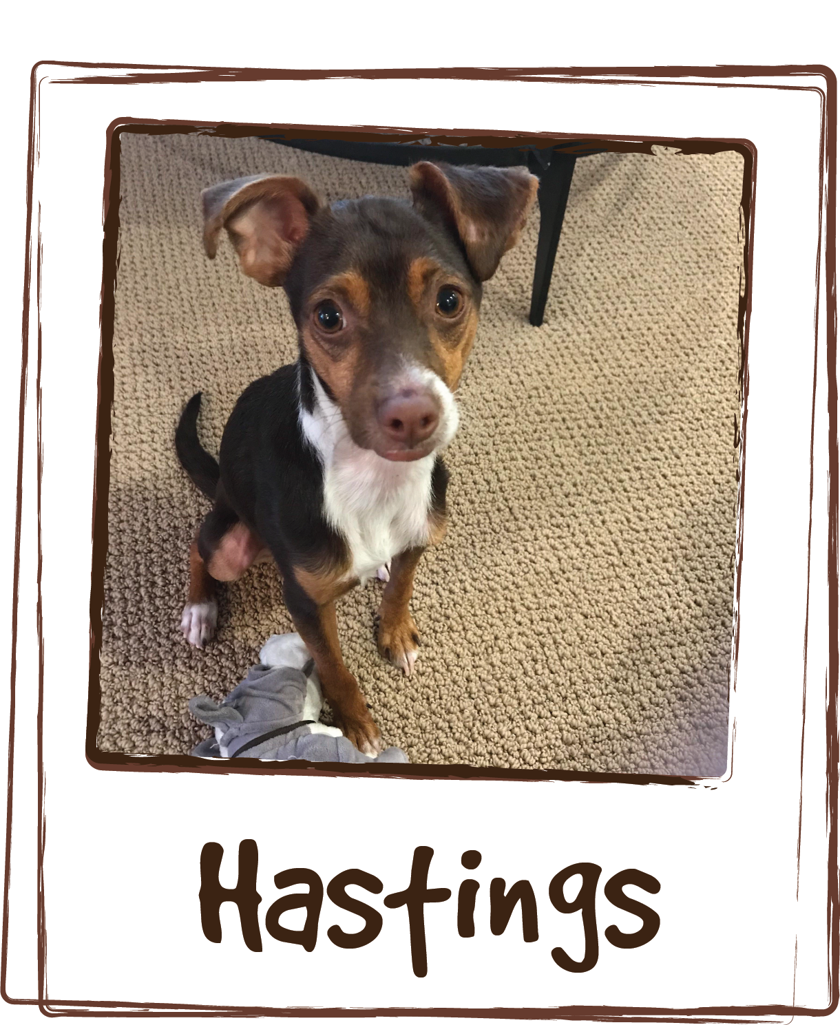  “Hastings was adopted at 6 months with some pretty icky skin lesions and conditions. Bald spots were brought on by stress but he continues to struggle with them even after living in a calm home for a couple months. After looking everywhere for vitam