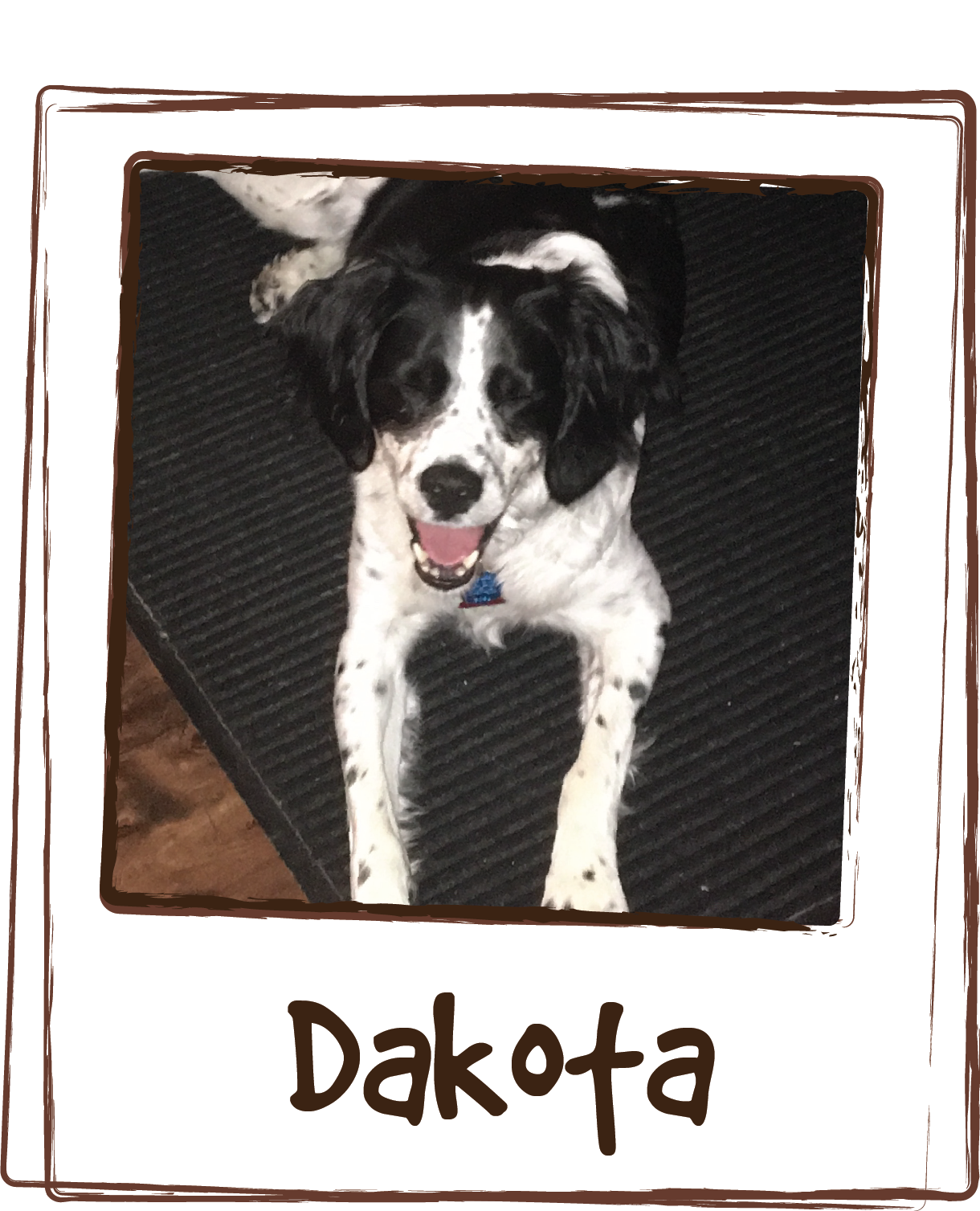  “We adopted Dakota a year ago from a rescue. She is 10 years old and I’m quite sure she has a history of abuse. She is absolutely terrified of thunderstorms and fireworks. &nbsp;I seriously think she could have a heart attack she gets so worked up s