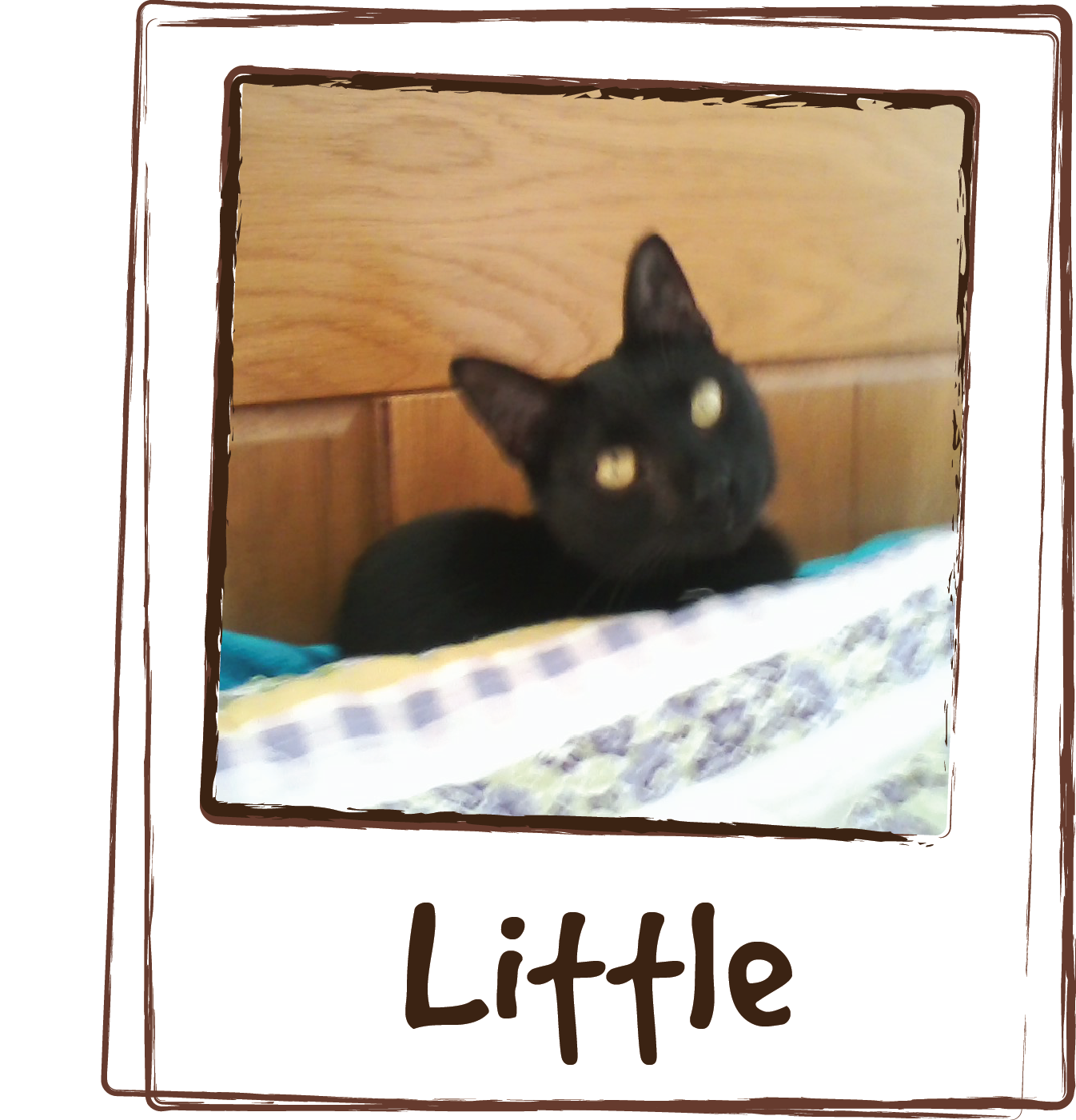  “Little was a premature baby and has ADD. He gets really going fast and can't stop. When he was a baby we just didn't know what we were going to do because he was so small and frail. We tried everything with the Vet and nothing helped until we found