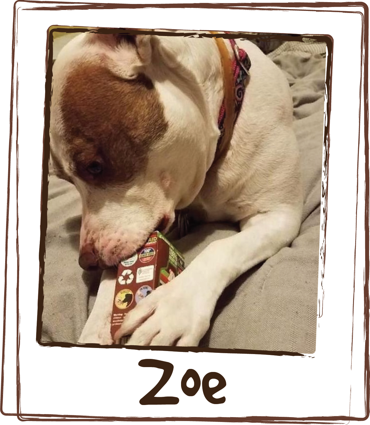  “When I get anxious, mama gives me @lickspillfree Zen. I love both the chicken and the beef flavors. I lick it right out of the packet, or mix in my food!”  