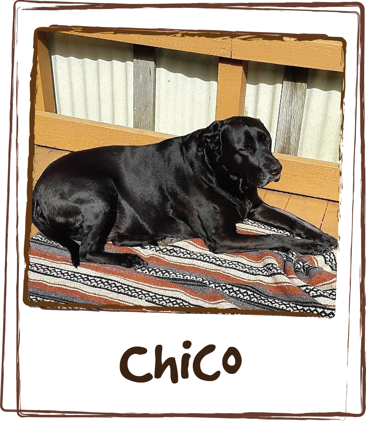  "My big 13 year old CHICO takes elder care daily and he is like a spring chicken !!!! Such an improvement!!! He could barely run let alone play before and now he is so playful and youthful!!! THANK YOU LICKS!!!💙💙💙” 
