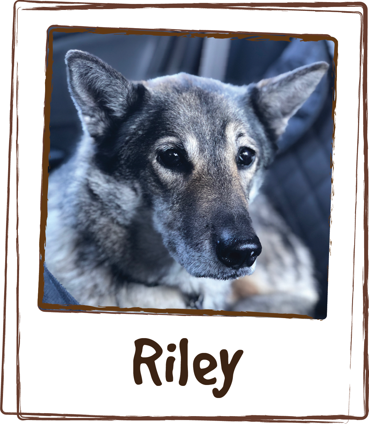  Riley is a shelter dog from New Mexico. She is part coyote and husky. She was born on Native land. I am a travel nurse who lives my life 14 weeks at a time. Riley and I are up and on the move all the time!  We love using Licks! I have recommended it