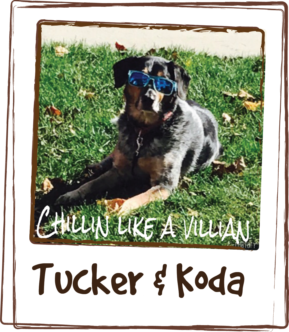  “I  have tried everything to help Tucker’s seasonal allergies and finally found instant relief   with Licks! His coat is glowing and he has his energy back! Oh does Tucks  just love his treat too! He is 15 and we just want him to be comfortable and 