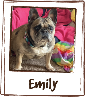  “I have a 13 year old Frenchie who is experiencing problems with her rear legs. We started using Licks to provide comfort and pain relief to her. She likes the taste! So does her five year old Doberman brother! We are in her second box of that and j