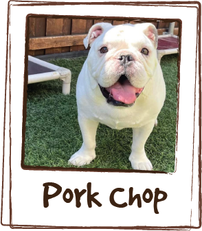  “I have been using LICKS skin and allergy for over 5 years. It has worked wonders for my English bulldog, Pork Chop! He is not scratching and sneezing like he was and his hot spots have gone away! I did not want my bulldog on any prescriptions if I 