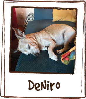  “My dog is a 14 yr. old, 14   lb. Chihuahua mix who has, sadly, started experiencing cognitive dysfunction.   He gets very stressed and anxious and sometimes screams, it breaks my heart.   This truly helps with his anxiety. It calms him. I give it t