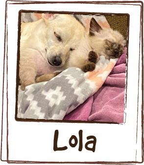  “ We had received licks skin and allergy which we used in conjunction with a special diet to facilitate the recovery of animals that due to starvation or injury required help with their coats. We also had licks calming aid which came in extremely ha