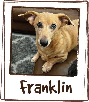  “Franklin is a 12 year old miniature dachshund. He had chronic pain and would sometimes yelp when touched. He improved so much with the Licks (ElderDog) that I put my older pug and small mixed breed on them. Franklin acts more like his younger self 