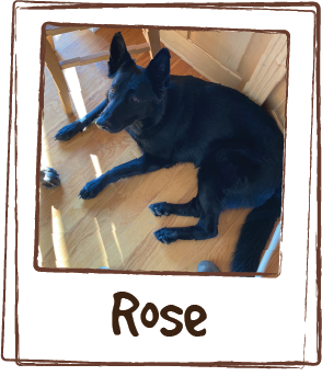  “My breeders recommended multi-vitamin supplements for Rose. She can be a picky eater but we have found she LOVES Licks liquid vitamins. We are constantly told how beautiful she is and asked how we keep her coat so glossy. She is active in sports an