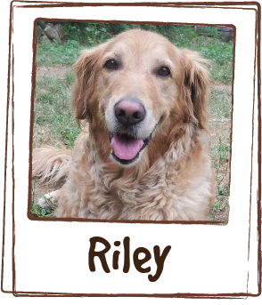  “Riley has more energy and less joint pain since using Elder Dog. We can see such a difference in our sweet girl knowing her age-related aches and pains are eased.“ 