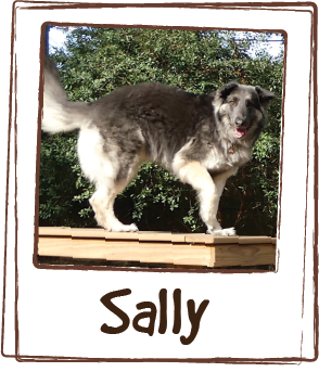  “My GSD Sally was 18mos when I adopted her.  She was believed to have barely survived malnutrition and coat-loss during months on the street, including time during the horrific rain storms during the Houston area 2016 Tax Day floods. Sally would bec