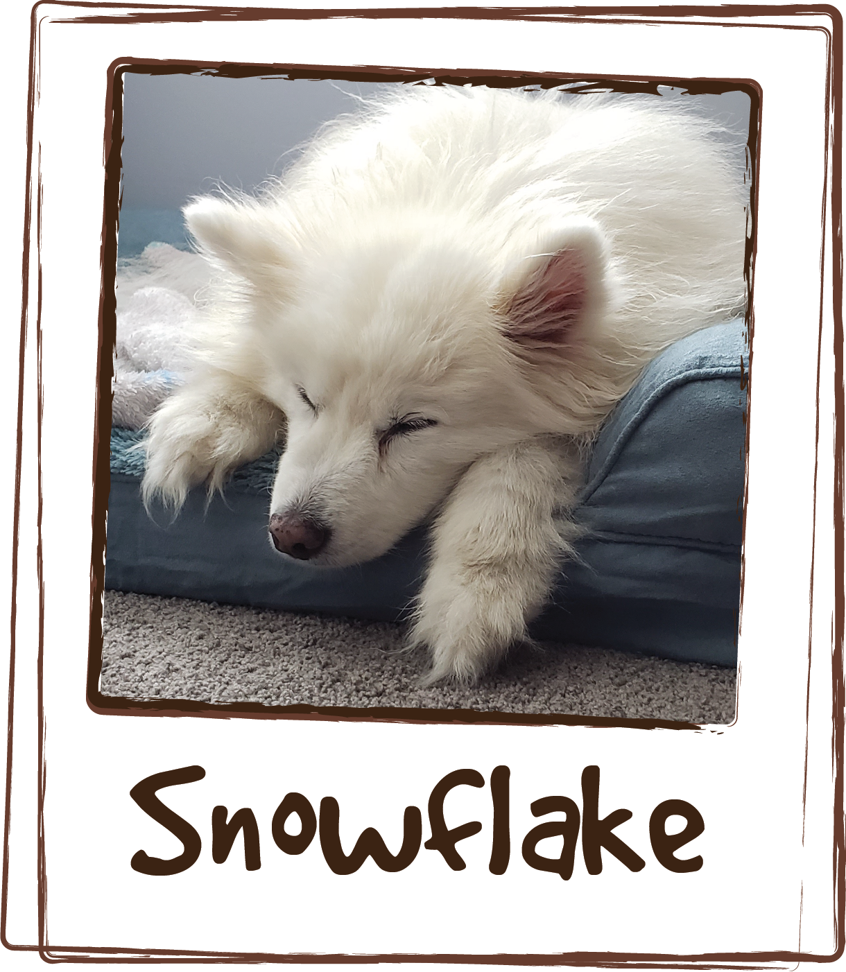  “Our 14 1/2 year old mini American Eskimo has been struggling with Dementia and Sundowners Syndrome over the last 2 years. This has caused many sleepless nights for us all. Licks Zen has become part of our nightly routine (including a few other supp