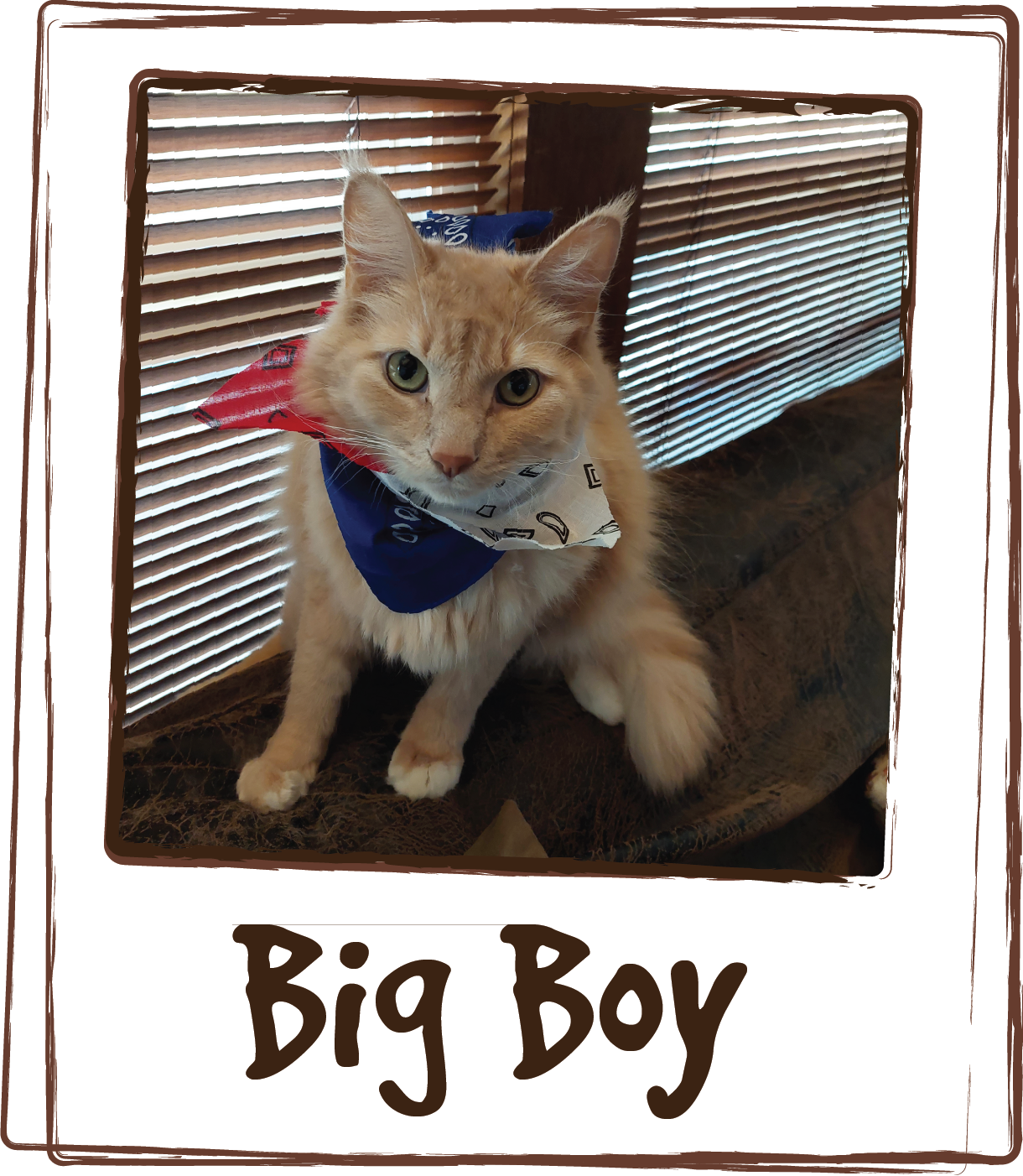  “My cat Big Boy, was having trouble going #1. He didn't feel good at all, going potty outside his litter box, getting sick. I did take him to the vet. The gave him some meds, said I would have to change his diet. I went to one of my pet store that c
