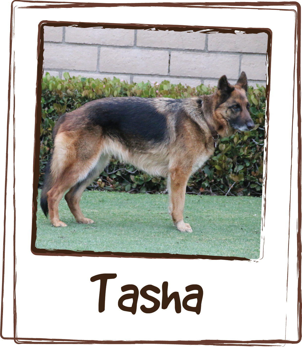  “Tasha used to scratch incessantly. She would scratch her ears so bad she developed hematomas. Since using Licks (Skin &amp; Allergy) she is like a new dog. It is amazing! 