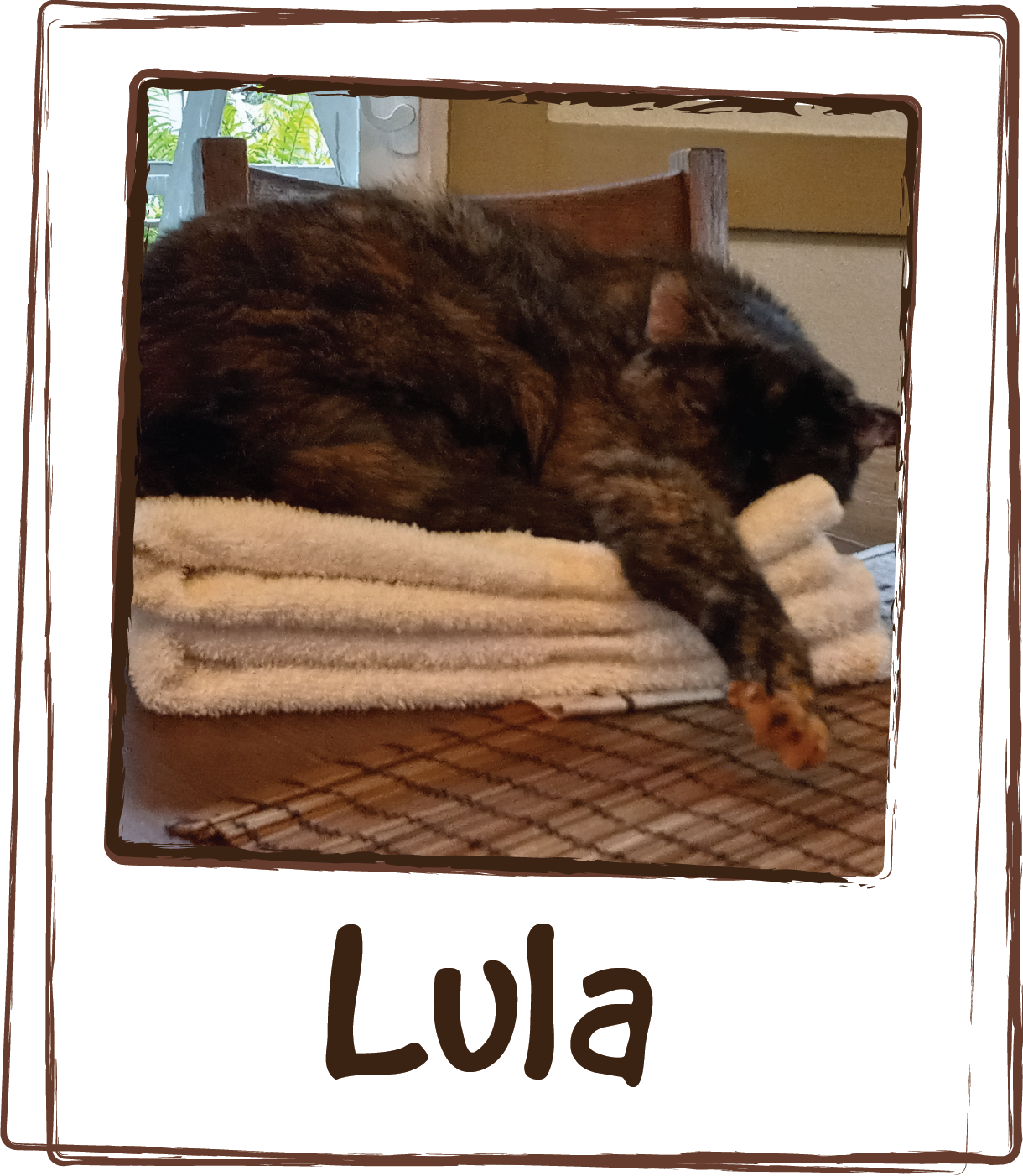  “Lula was diagnosed with megacolon and prescribed 2 drugs.  She started losing her fur in patches.  It would fall out, grow back in, fall out again.  I thought maybe her drugs were not allowing her to absorb enough nutrients, so I started her on Lic