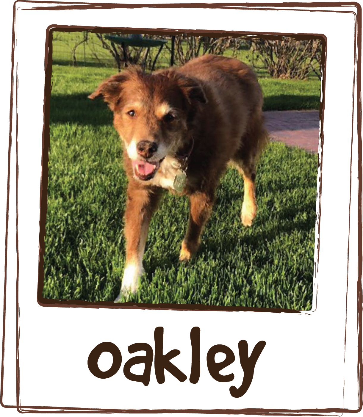  “Oakley will be 14 in November 2022. She has had chronic UTI's most of her life. I found a urinary supplement that controlled them well for years &amp; years, but that was discontinued a few years back. After trial &amp; error she had repeat UTIs ag