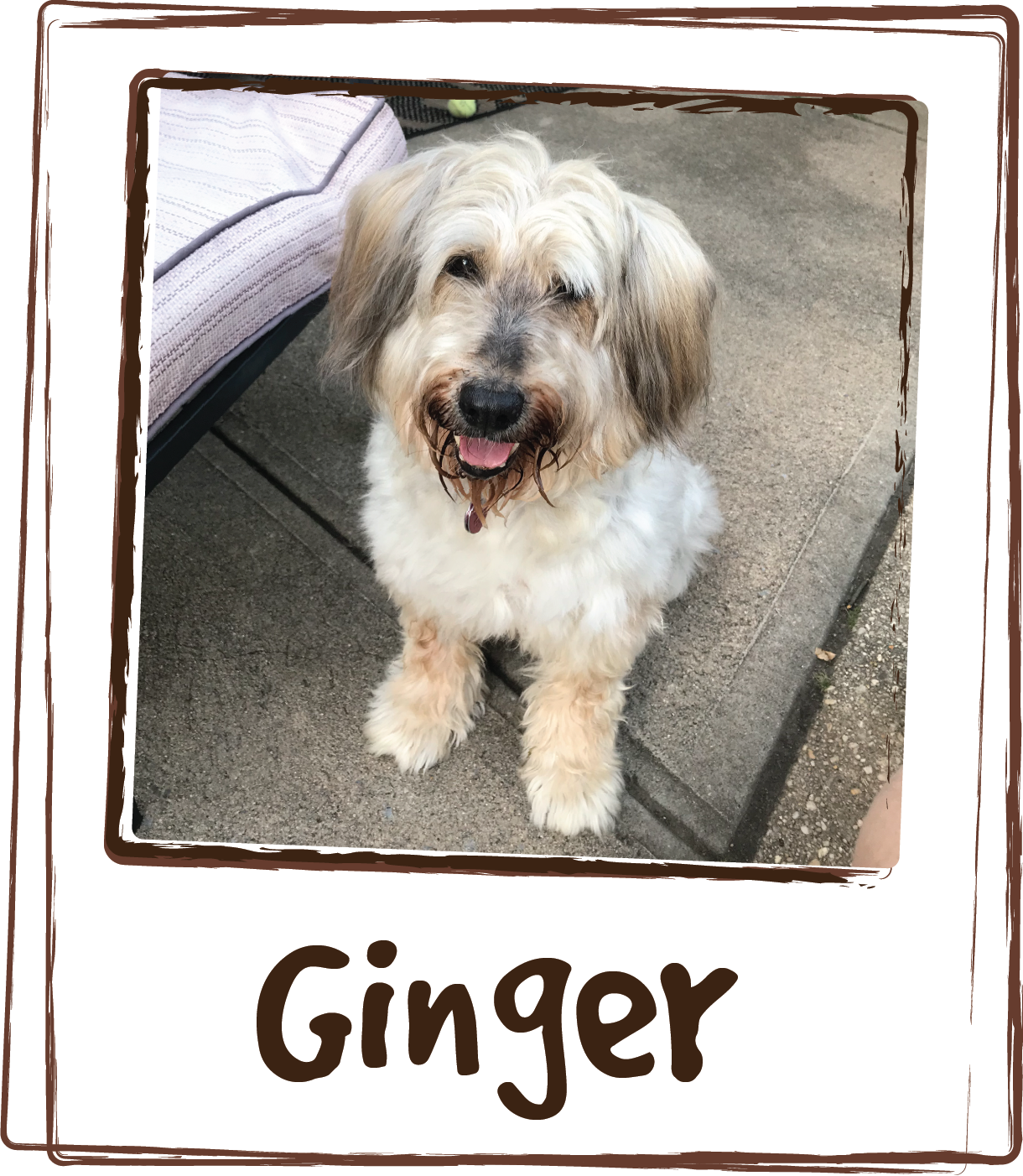  “Ginger suffered from UTI's for most of her life. She was constantly on antibiotics. It got to the point that we discussed surgery. Thankful we found the Licks Urinary Tract Care, and she has been free of UTI's for 3 years now!  Amazing Thank you Li