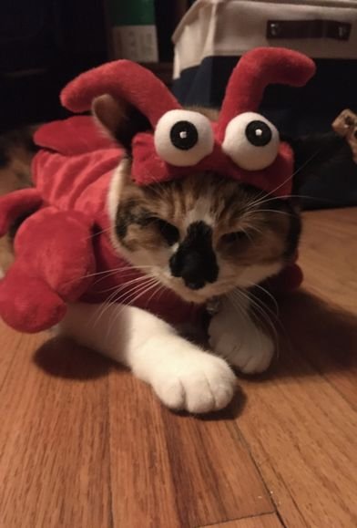 Evey the Crab!