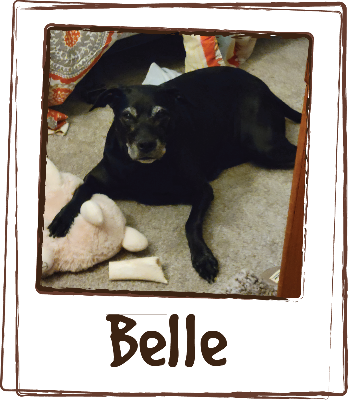  “Belle s 10 years old and developed a severe infection in her lymphnodes about a year ago. After spending thousands at 3 different vetrenarians and 9 months of different antibiotics, steroids and blood work, nothing was helping. In fact it kept gett