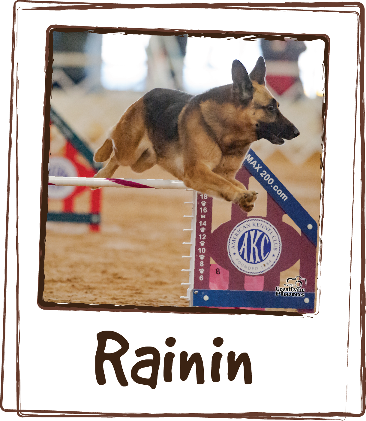  “Rainin is an Agility Star....at 10 years old!  Her intense training and constant showing is hard on her body.  I found Lick Recovery when she was just starting her career and we would not be without it!  She looks forward to that little packet as p